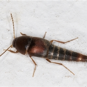 Sepedophilus sp. (genus) at Melba, ACT - 16 Nov 2024