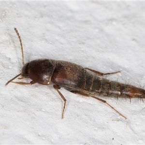 Sepedophilus sp. (genus) at Melba, ACT - 16 Nov 2024