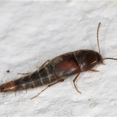 Sepedophilus sp. (genus) at Melba, ACT - 16 Nov 2024