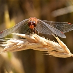 Diplacodes bipunctata (Wandering Percher) at Strathnairn, ACT - 19 Nov 2024 by Thurstan