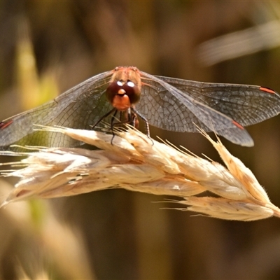 Diplacodes bipunctata (Wandering Percher) at Strathnairn, ACT - 18 Nov 2024 by Thurstan