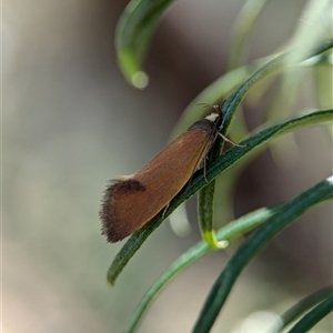 Delexocha ochrocausta at Holder, ACT - 18 Nov 2024 01:07 PM