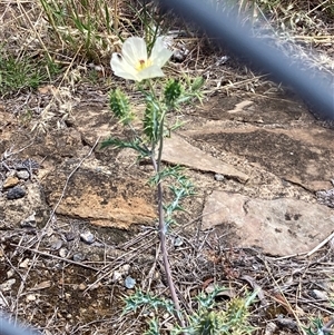Argemone ochroleuca at Belconnen, ACT - 19 Nov 2024 09:40 AM