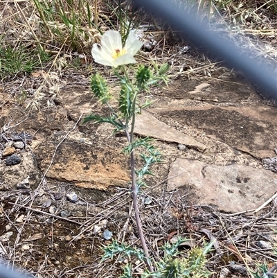 Argemone ochroleuca (Mexican Poppy) at Belconnen, ACT - 18 Nov 2024 by Rosie