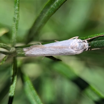 Philobota productella at Holder, ACT - 18 Nov 2024 by Miranda