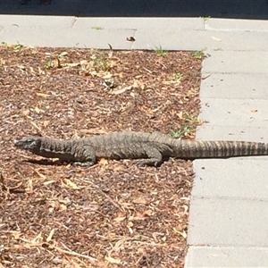 Varanus rosenbergi (Heath or Rosenberg's Monitor) at Ainslie, ACT by Nancyinoz