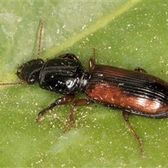 Clivina sp. (Digger carab beetle) at Melba, ACT - 16 Nov 2024 by kasiaaus