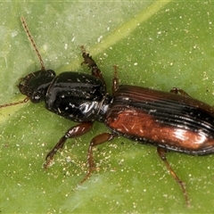 Clivina sp. at suppressed - 16 Nov 2024 10:53 PM