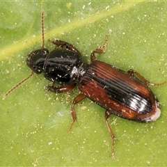 Clivina sp. at suppressed - 16 Nov 2024 10:53 PM