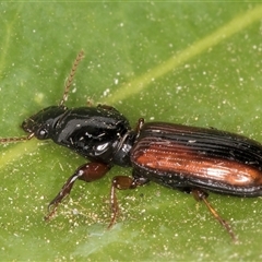 Clivina sp. at suppressed - 16 Nov 2024 10:53 PM