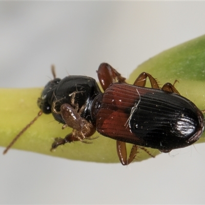 Clivina basalis (A carab beetle) at Melba, ACT - 16 Nov 2024 by kasiaaus