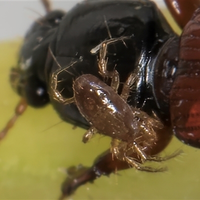 Acari (informal subclass) (Unidentified mite) at Melba, ACT - 16 Nov 2024 by kasiaaus