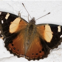 Vanessa itea (Yellow Admiral) at Melba, ACT - 16 Nov 2024 by kasiaaus