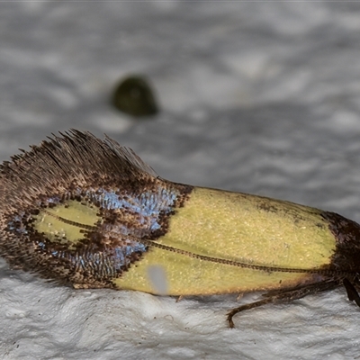 Edosa fraudulens (Tineidae) at Melba, ACT - 16 Nov 2024 by kasiaaus