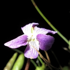 Viola betonicifolia (Mountain Violet) at Pialligo, ACT - 16 Oct 2024 by Komidar