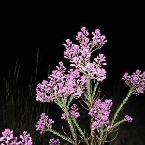 Comesperma ericinum at Pialligo, ACT - 5 Nov 2024 04:20 AM