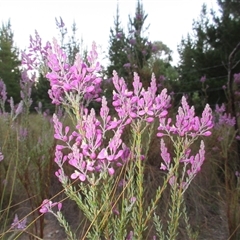 Comesperma ericinum at Pialligo, ACT - 5 Nov 2024 04:20 AM