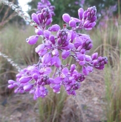 Comesperma ericinum at Pialligo, ACT - 5 Nov 2024 04:20 AM