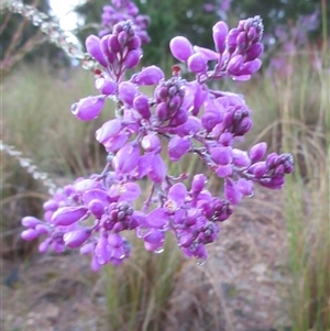 Comesperma ericinum at Pialligo, ACT - 5 Nov 2024 04:20 AM