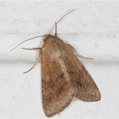 Helicoverpa (genus) (A bollworm) at Melba, ACT - 16 Nov 2024 by kasiaaus