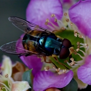 Austalis copiosa at Florey, ACT - 14 Nov 2024