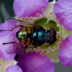 Austalis copiosa at Florey, ACT - 14 Nov 2024