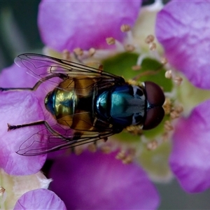 Austalis copiosa at suppressed - 14 Nov 2024