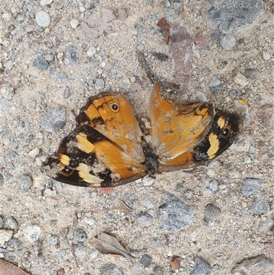 Heteronympha merope (Common Brown Butterfly) at Kangaroo Valley, NSW - 19 Nov 2024 by don@kerrigan.net