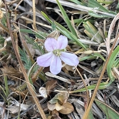 Erodium cicutarium (Common Storksbill, Common Crowfoot) at Theodore, ACT - 18 Nov 2024 by Waterlilly