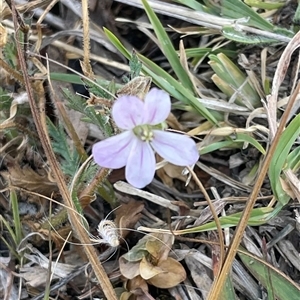 Erodium cicutarium at Theodore, ACT - 19 Nov 2024 09:14 AM