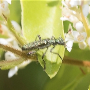 Eleale simplex at Hawker, ACT - 18 Nov 2024 09:14 AM