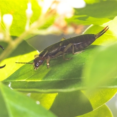 Forficula auricularia (European Earwig) at Hawker, ACT - 18 Nov 2024 by AlisonMilton