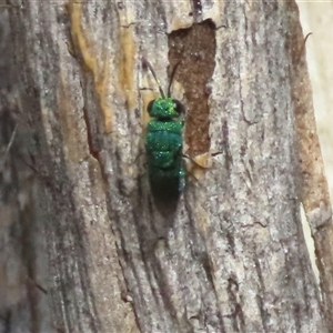 Chrysididae (family) at Goulburn, NSW - 19 Nov 2024