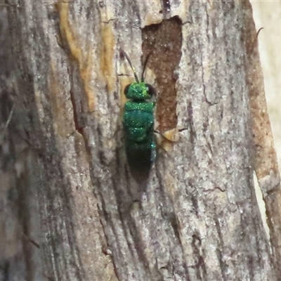 Chrysididae (family) (Cuckoo wasp or Emerald wasp) at Goulburn, NSW - 19 Nov 2024 by glbn1