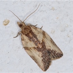 Epiphyas postvittana (Light Brown Apple Moth) at Melba, ACT - 17 Nov 2024 by kasiaaus