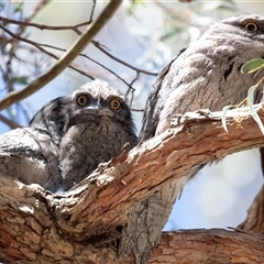 Podargus strigoides (Tawny Frogmouth) at Hawker, ACT - 12 Nov 2024 by AlisonMilton