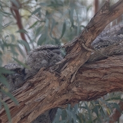 Podargus strigoides at Hawker, ACT - 13 Nov 2024