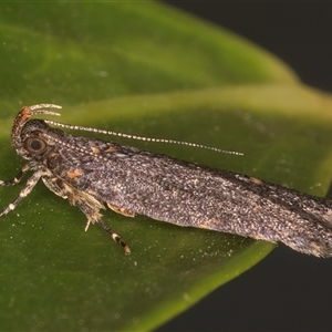 Ardozyga undescribed species near deltodes at Melba, ACT - 17 Nov 2024 09:04 PM