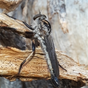 Cerdistus sp. (genus) at Goulburn, NSW - 19 Nov 2024