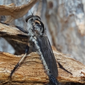 Cerdistus sp. (genus) at Goulburn, NSW - 19 Nov 2024