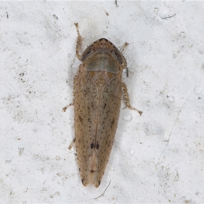 Unidentified Leafhopper or planthopper (Hemiptera, several families) at Melba, ACT - 17 Nov 2024 by kasiaaus