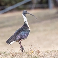 Threskiornis spinicollis (Straw-necked Ibis) at Dunlop, ACT - 19 Nov 2024 by AlisonMilton