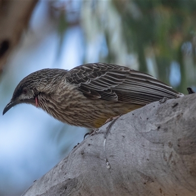 Anthochaera carunculata (Red Wattlebird) at Dunlop, ACT - 19 Nov 2024 by AlisonMilton