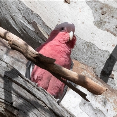 Eolophus roseicapilla (Galah) at Fraser, ACT - 19 Nov 2024 by AlisonMilton