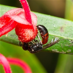 Hylaeus (Prosopisteron) littleri (Hylaeine colletid bee) at Downer, ACT - 19 Nov 2024 by RobertD