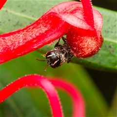 Hylaeus (Prosopisteron) littleri at Downer, ACT - 19 Nov 2024