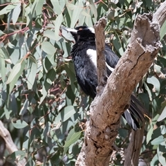 Gymnorhina tibicen (Australian Magpie) at Fraser, ACT - 19 Nov 2024 by AlisonMilton