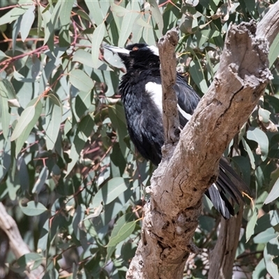 Gymnorhina tibicen (Australian Magpie) at Fraser, ACT - 19 Nov 2024 by AlisonMilton