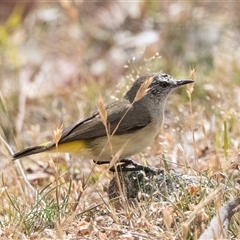 Acanthiza chrysorrhoa (Yellow-rumped Thornbill) at Dunlop, ACT - 19 Nov 2024 by AlisonMilton