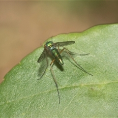 Dolichopodidae (family) (Unidentified Long-legged fly) at Hawker, ACT - 17 Nov 2024 by AlisonMilton